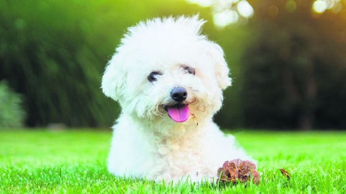 Owner ‘distressed’ after bichon frise killed by pitbull on Bandon street Image