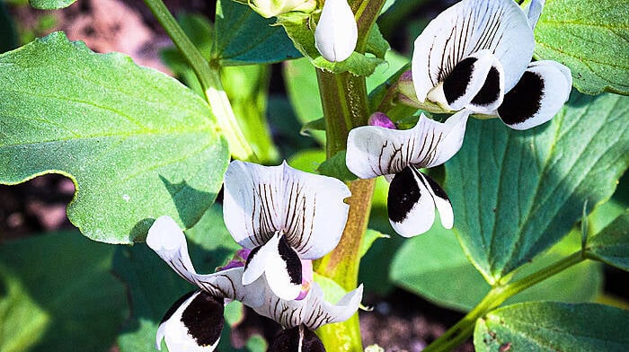 GARDENING: Choose right time to seize the day Image