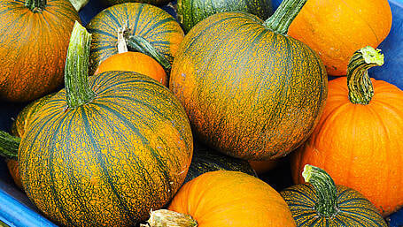 Shades of colour define the autumn Image