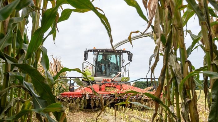 MAIZE RUNNER Early morning harvest
Mark Troy Agri Services (Brinny) harvesting the remainer of a thirty one acre field of maize (variety P8201)  which he grew on contract in Ballineen, this was his first maize job of the season. The maize being harvested today was for Peter Hunt (Schull).   (Photo: David Patterson)