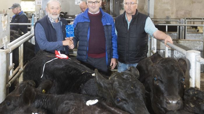 Bily Nicholson presenting the prize for the best pen of Angus female Stock (sponsored by Cork Marts) at the Bandon Mart Weanling Show & Sale to John O'Neill  accepting on behalf of Kieran O'Neill with David Bird Cork Marts    