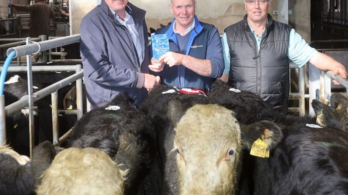 Gerard McCarthy from Drimoleague with the Champion pen of Herford Male stock (sponsored by Lisavaird Co-Op) at the Bandon Mart Weanling Show & Sale with Sean Dennehy and David Bird.