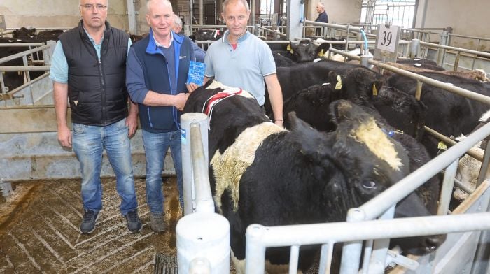 Willam Coughlan (righ)t with the Champion Friesian sponsored by Cork Marts at the Bandon Mart Weanling Show & Sale with  David Bird of Bandon Mart and mart manager Sean Dennehy.