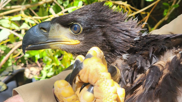 Star readers: Can you name Glengarriff’s baby eagle? Image