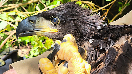 Star readers: Can you name Glengarriff’s baby eagle? Image