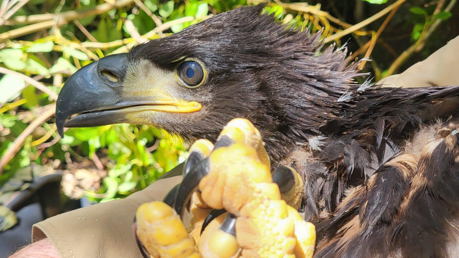 Star readers: Can you name Glengarriff’s baby eagle? Image