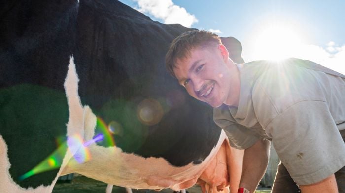 Preparing his Holstein cow for showing at the National Dairy Show in the blazing sunshine in Millstreet was Dermot Hegarty from Skibbereen.  (Photo: Andy Gibson)