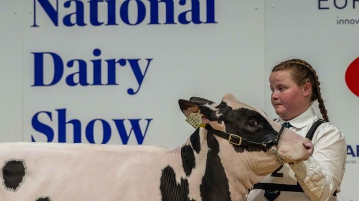 Exhibiting her Holstein calf in the 12 and under handler category was Georgie Hynes from Aherla. (Photo: Andy Gibson)