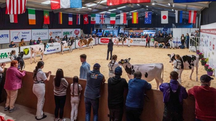 Judging of Class A - Handler aged 12 and under exhibiting a Holstein or Jersey calf, in the show ring. (Photo: Andy Gibson)