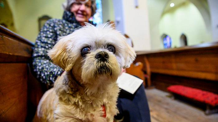 Blossom, a 16-year-old Shitsu with Nollaig O’Connell from Kinsale at a multi denominational pet service at St Multose Church in Kinsale. (Photo: John Allen)