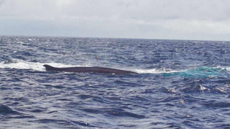 Claims that inshore trawling is leaving local waters ‘void of life’ Image