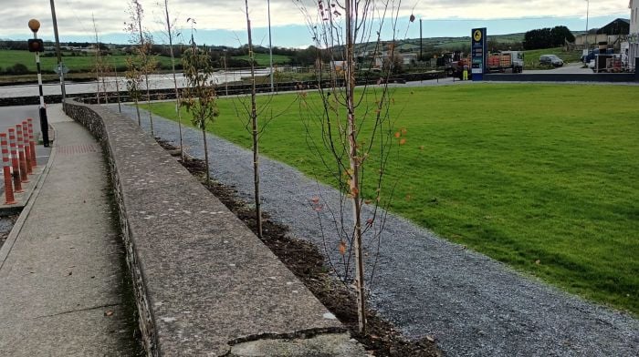 Some of the tree planting which was undertaken last week at The Green in Timoleague.