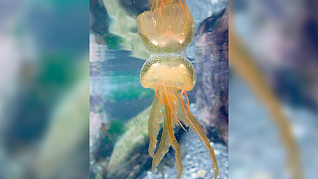 Watch out for swarming ‘mauve’ jellyfish Image