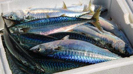 Local mackerel stocks ‘plundered’ by Norway, Dáil is told by FF TD Image