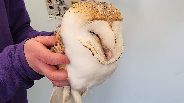 A young barn owl was rescued in Rosscarbery in March after being found in the village square, stranded and unable to fly. Staff at Nolan’s bar helped a mother and daughter who were determined to bring it to the vets in Bandon where after a few weeks of care it was successfully reintroduced to the wild.