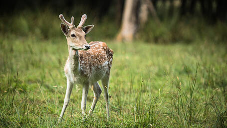 Claims that deer are causing ‘traffic chaos’ on local roads Image