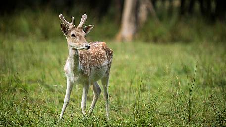 Claims that deer are causing ‘traffic chaos’ on local roads Image