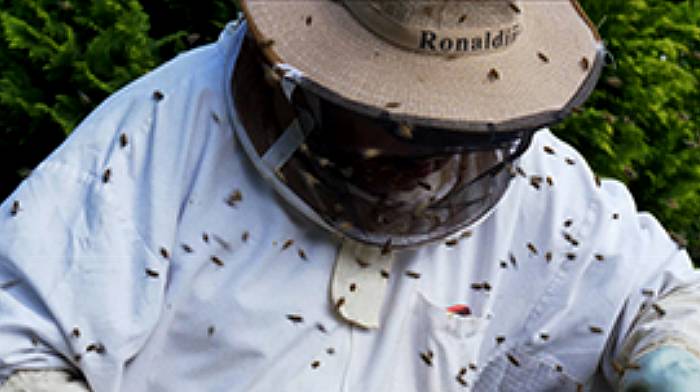 West Cork beekeepers’ story is in focus at Cork Film Festival Image