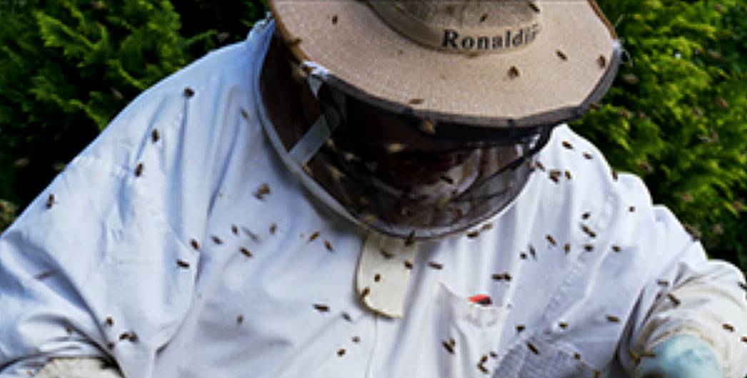 West Cork beekeepers’ story is in focus at Cork Film Festival Image