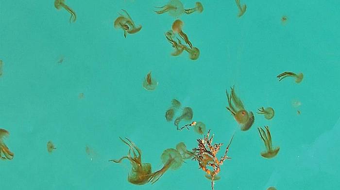 Jellyfish in the south harbour at Cape Clear this week.  (Photo: Garry Minihane)