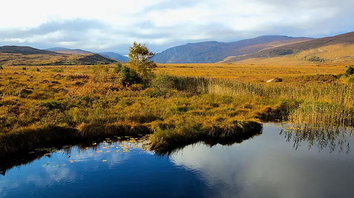 New Peatland Standard accelerates restoration and boosts Ireland’s climate resilience Image