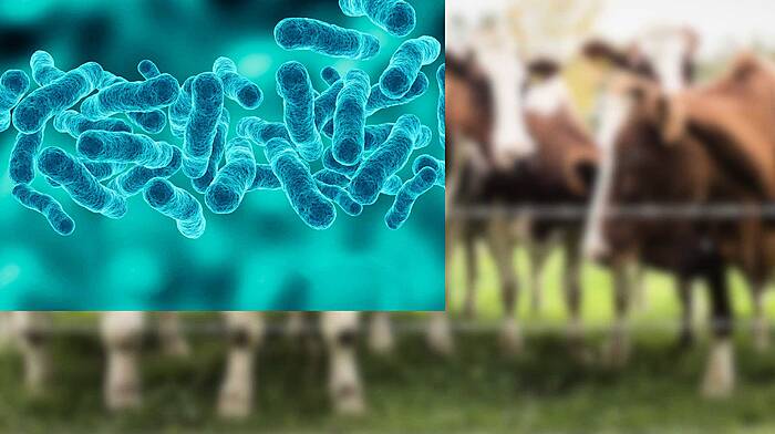 TB levels hit all-time high in West Cork Image