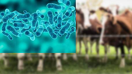 Dept of Agriculture taking ‘adaptable approach’ to TB Image