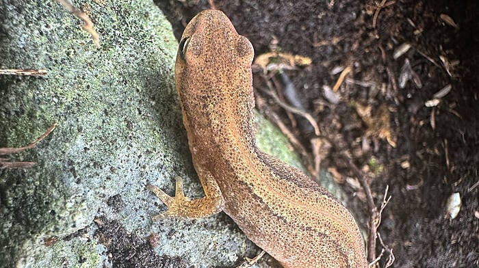 Pond progress for Clonakilty newts Image