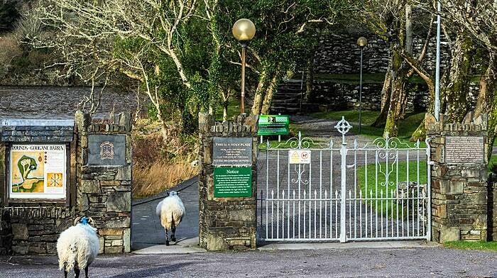 On a sunny but cold day in Gougane Barra, two sheep make their way from the mountains to the famous St. Finbarr's Oratory (Aireagal Naomh Fionnbarra). Picture: Andy Gibson.