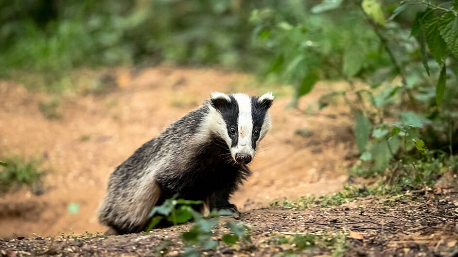 Researchers probe role of badger in TB spread Image