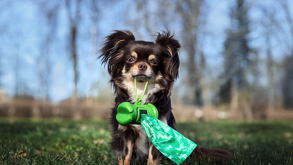 Dog poo in the ditches is irking Kinsale’s locals Image