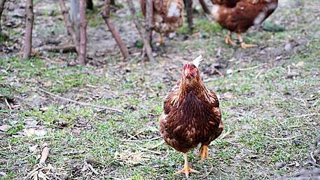 West Cork’s poultry producers are now on high alert after bird flu warning Image