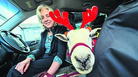 Nice to meet ewe: sheep makes hospital visits Image