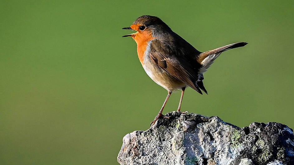 Robins: Nature's Christmas card stars Image