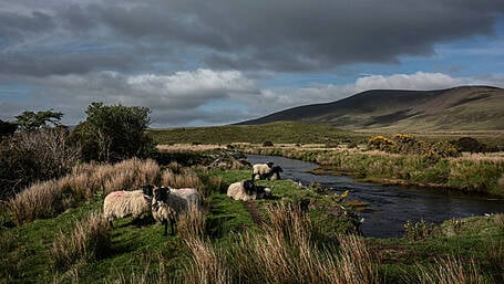 IFA discuss peat soil regulations Image