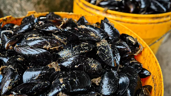 Kinsale mussel farm gets green light Image