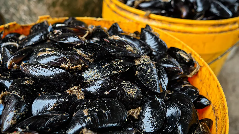 Kinsale mussel farm gets green light Image