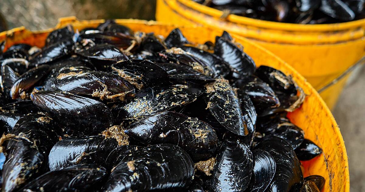 Kinsale mussel farm gets green light