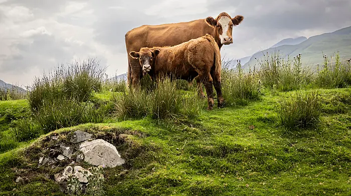 Enhanced €28m scheme to support suckler beef sector Image