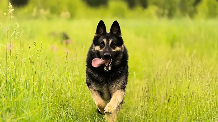 Glandore dog owner refuses to recognise legitimacy of court Image