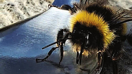 Reader's Picture of the Week Image