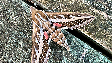 Unexpected visitor: Striped hawk-moth found in West Cork Image