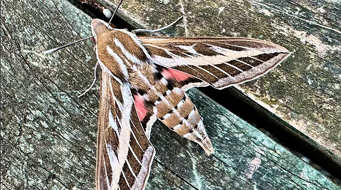 Unexpected visitor: Striped hawk-moth found in West Cork Image