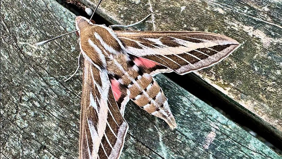 Unexpected visitor: Striped hawk-moth found in West Cork Image
