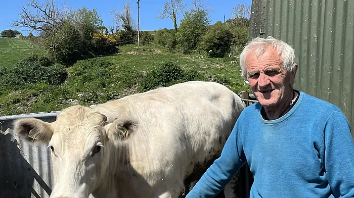 Dan O’Regan from Drinagh enjoying the sunshine with his pedigree Shorthorn bullock.