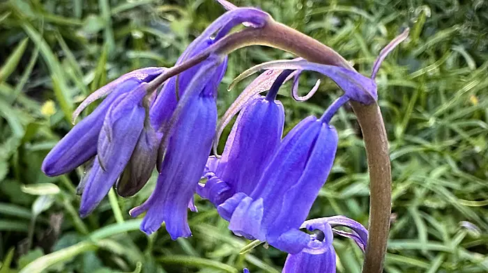 GARDENING: Woodland wildflowers put on a show Image