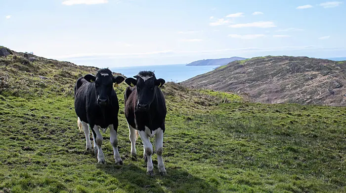 Farmers urged to have financial plan for potential bovine TB breakdowns Image