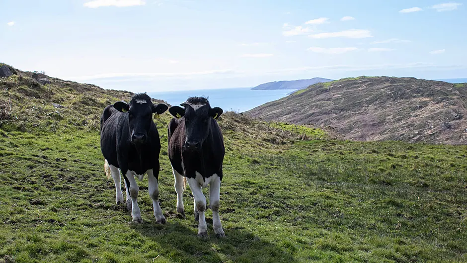 Farmers urged to have financial plan for potential bovine TB breakdowns Image
