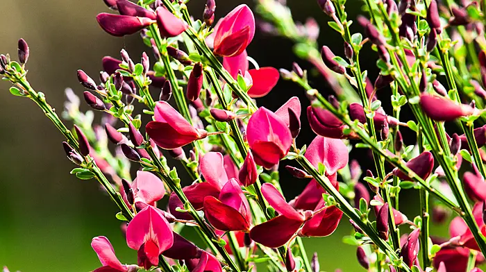 GARDENING: May: time to grow, grow, grow Image