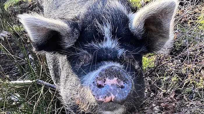 Children’s book star Fay the pig crosses the rainbow bridge in Ahakista village Image